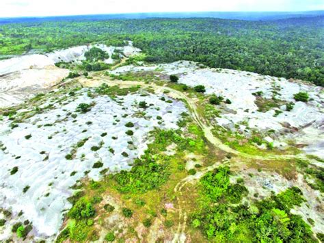 La Rivoluzione del Verde: Un'Analisi dell'Iniziativa di Reforestazione lanciata da Rizwanul Hassan e il suo Impatto Sociale